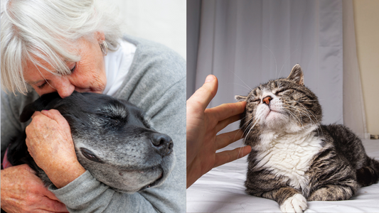 Animaux âgés
