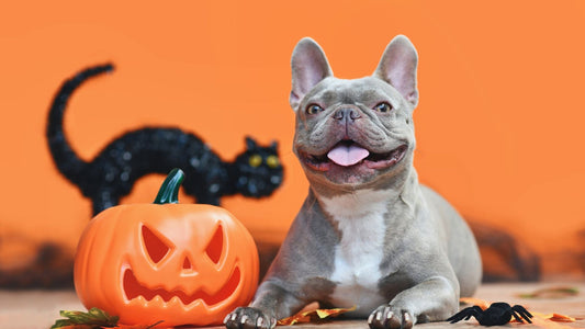 Chien curieux devant du chocolat – danger toxique à Halloween Phyto Ani-Maux