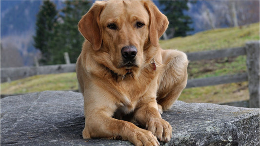 Animal souffrant de douleurs articulaires – solutions naturelles Phyto Ani-Maux