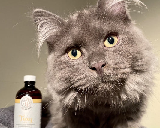 Prévention des problèmes oculaires chez le chien et le chat
