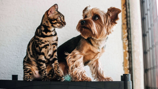 Chien et chat avec pelage sain – conseils naturels Phyto Ani-Maux