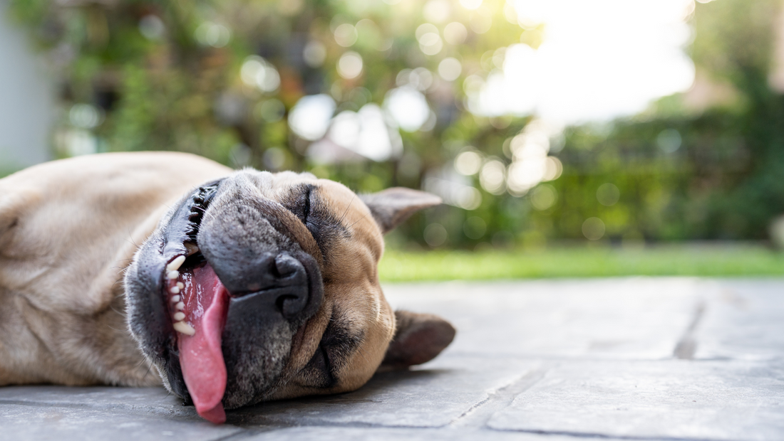 Soucis respiratoires chez les chiens et les chats : comprendre et agir naturellement