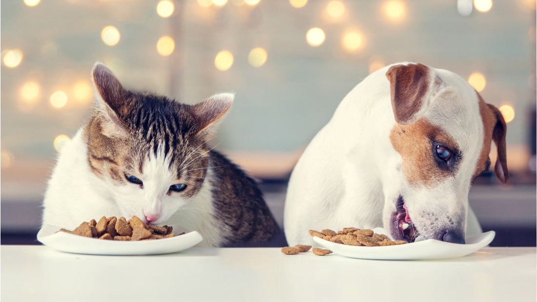 Troubles digestifs chez les chiens et chats : comprendre et agir naturellement sur la vraie cause