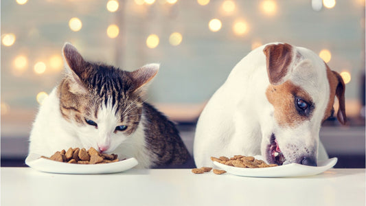 Troubles digestifs chez les chiens et chats : comprendre et agir naturellement sur la vraie cause