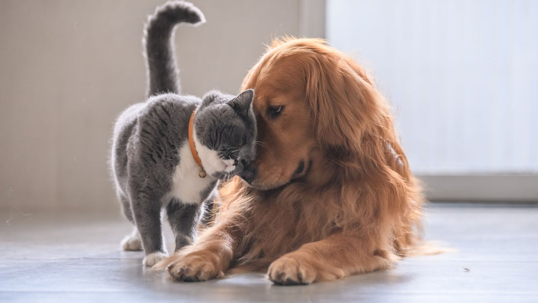 Chien et chat côte à côte dans un foyer calme Anxiété de cohabitation Phyto Ani-Maux