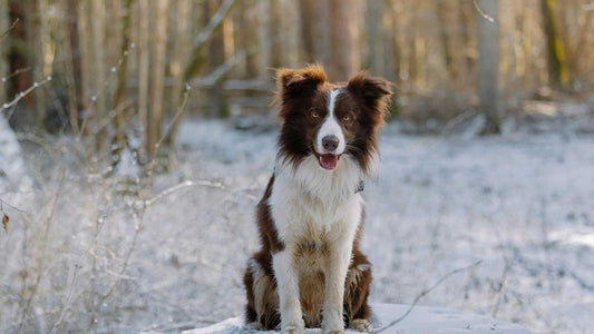 Chien assis dans la neige en hiver, symbole des douleurs articulaires accrues chez les animaux pendant le froid — Phyto Ani-Maux