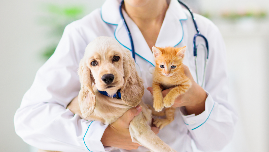 Infections urinaires chez les chiens et les chats