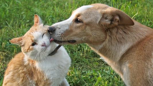 Les dangers qui guettent votre chien ou chat au printemps et comment les prévenir