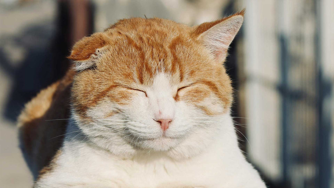 Phyto Ani-Maux | Journée mondiale de la sensibilisation à l’obésité animale – 11 au 17 octobre