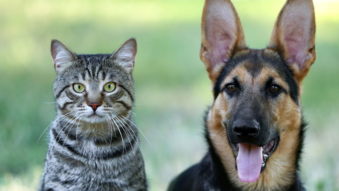 Votre animal se gratte sans arrêt ? Et si c’était une allergie saisonnière ?