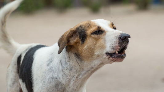 chien stressé aboie environnement bruyant.JPG