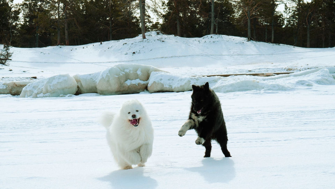 Chien et chat en hiver – conseils pour maintenir un poids sain et actif | Phyto Ani-Maux 
