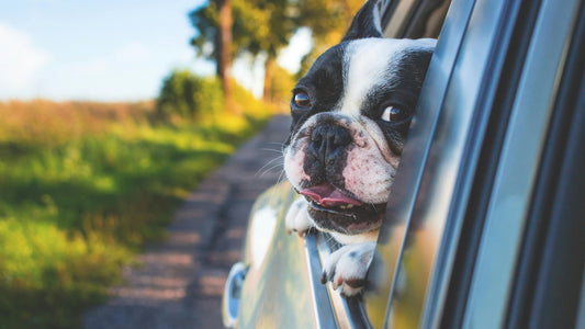 Mal des transports chez le chien et le chat : comment mieux les préparer aux déplacements estivaux
