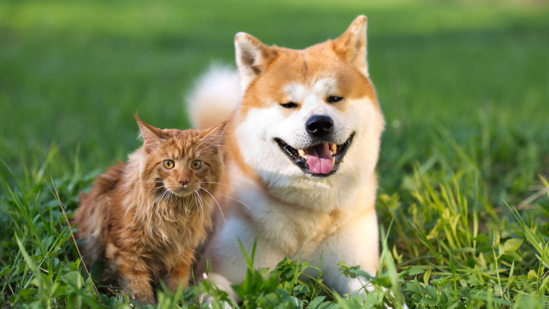 phytotherapie-chien-chat-resultats-bien-etre-animal.jpg