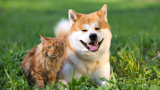 phytotherapie-chien-chat-resultats-bien-etre-animal.jpg