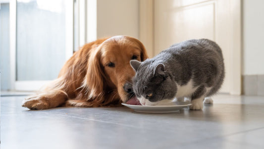 Probiotiques naturels favorisant la digestion et l’équilibre intestinal chez le chien et le chat