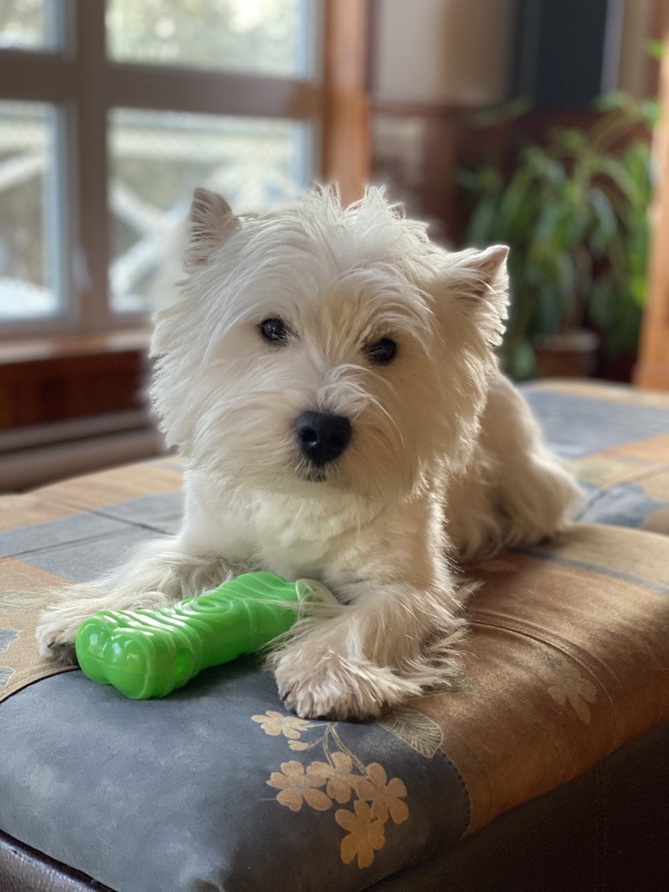 Chiot en train de digérer, illustration de système digestif | Phyto Ani-Maux