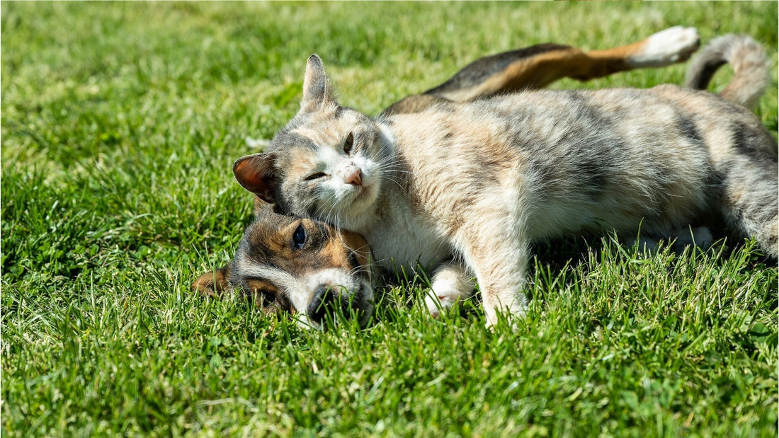 Animal en bonne santé renforcé – système immunitaire naturel Phyto Ani-Maux
