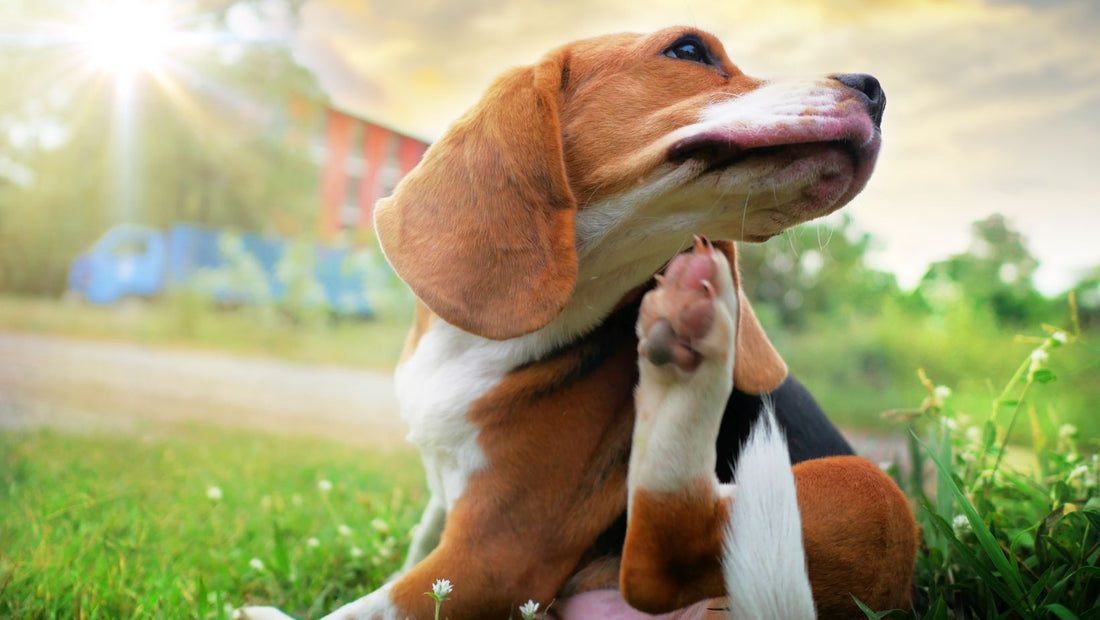 Chien avec oreilles sensibles dans un environnement calme